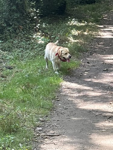 Customer photo review of Shampoing Sans Rinçage - Apaisant pour chien 🏔️