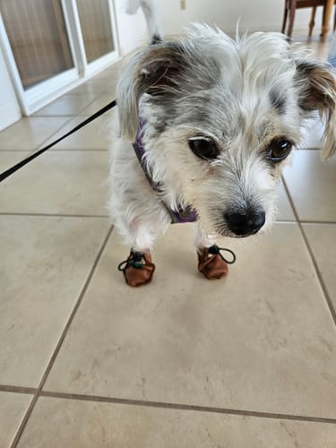 Customer photo review of The Lariat Cinch - Dog Boots