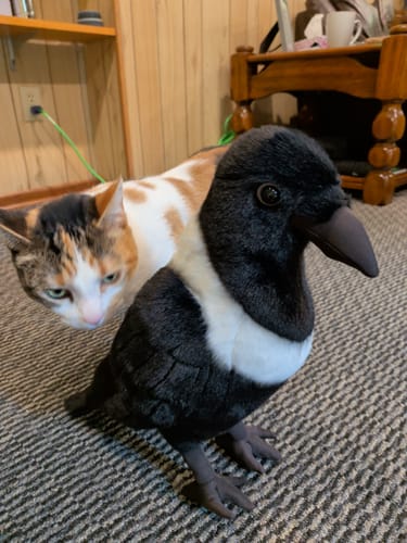 Customer photo review of Collared Crow Plush Toy – Lifelike, Ultra-Soft, and Perfect for Bird Lovers