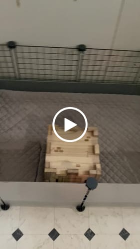 Customer video review of GuineaDad Piggy Condo Guinea Pig Cage with Balcony & Ramp (C&C)