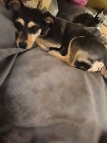 El perro de un cliente descansa en la cómoda funda de lino gris para cama antiestrés.