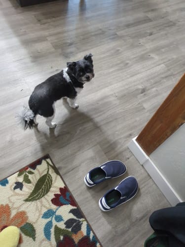 Customer's blue Relax V - Barefoot Shoes on a floor next to a small black and white dog.