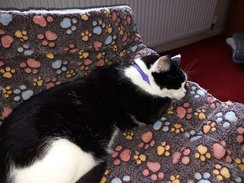 Customer photo review of 3 Month Supply - 1 Cat