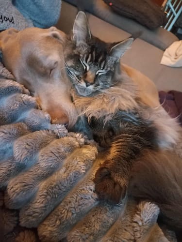 Customer photo review of Shampoing Sans Rinçage - Apaisant pour chien 🏔️
