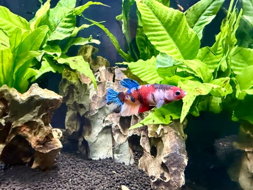 Customer's colorful Koi Nemo Female Betta Fish swimming in a planted aquarium.