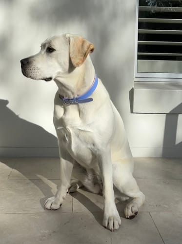 Customer photo review of Double Layered Collar with Nameplate - Waterproof BioThane® Custom Dog Collar
