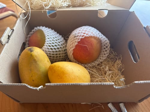 Ein Kunde zeigt die vier bunten Mangos der Mango-Trio Mix-Box, die in der offenen Schachtel mit Stroh verpackt sind.