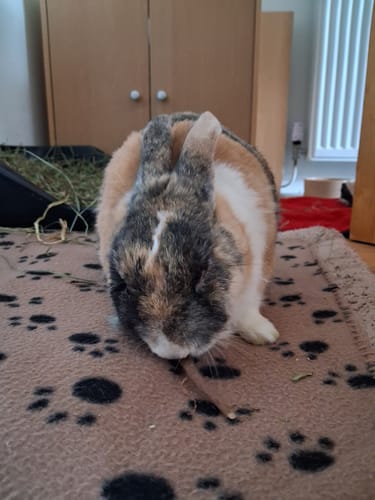 Customer's calico rabbit eating a Dandelion Root Nibble on a paw-print blanket.