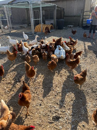 Customer's large flock of chickens and ducks gathering in a yard to eat feed containing the Nesting Herbs.