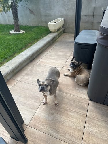 Customer photo review of Shampoing Sans Rinçage - Apaisant pour chien 🏔️