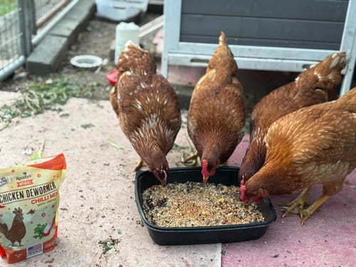 Reviewer's chickens eating from a feed tray next to the bag of Daily Deworm + Gut Support.