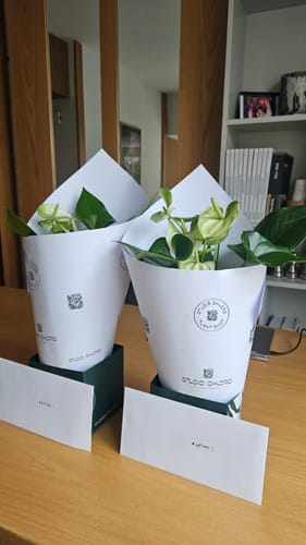Customer photo review of Anthurium White