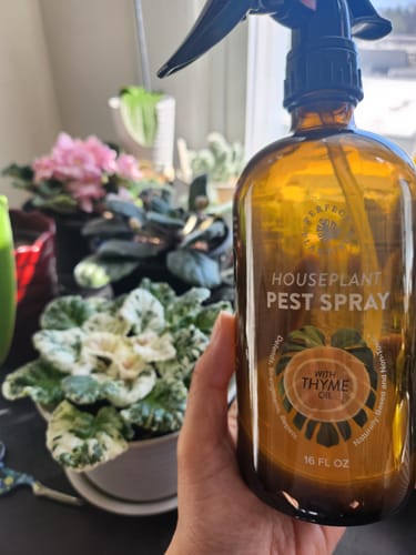 Reviewer holding the amber bottle of Houseplant Pest Spray in front of several houseplants.