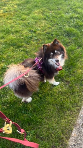 Customer photo review of Tough Trails™ Harness - Walkies Ready® Mulberry