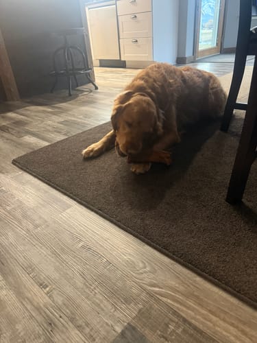 Customer's brown dog lying on a mat while chewing a Smoked Beef Marrow Bone.