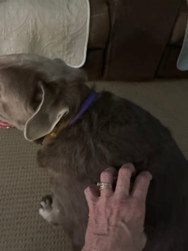 Partial view of a customer petting their dog, which is wearing the purple PawLax Collar.