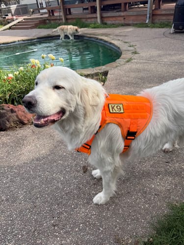 Customer's Great Pyrenees wearing the bright orange Team K9 Tactical Dog Harness outdoors by a pool.
