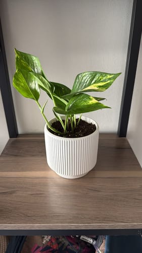 Customer photo review of Scindapsus (Pothus) macetero acanalado