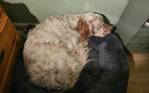 Customer photo review of CalmBed