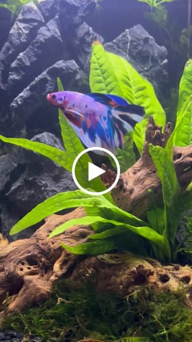 Customer video review of Multicolor Halfmoon Male Betta Fish | High Grade | Order Directly From Farm | You Pick Fish |