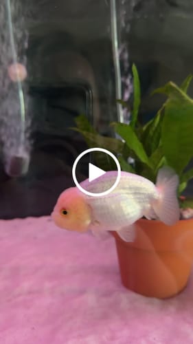 Customer video review of Lemon Head Ranchu Goldfish | Grower Pick | AAA Grade