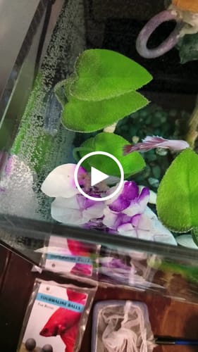 Customer video review of Pink Halfmoon Male Betta Fish | Grower’s Pick