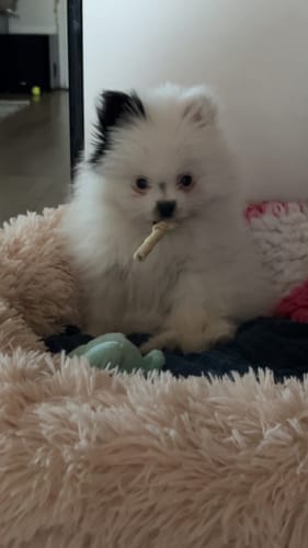 Customer photo review of CalmBed - Motverkar stress & hjälper mot ångest