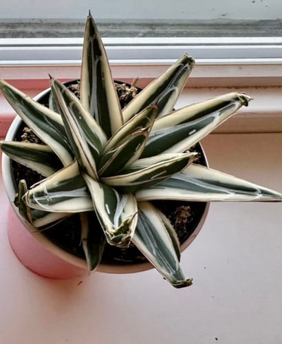 Customer's potted White Rhino Agave with variegated leaves, showing slight creasing on some tips.