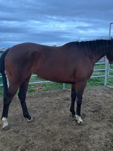 Customer photo review of OptiWize Collagen +Plus Horse Joint Supplement