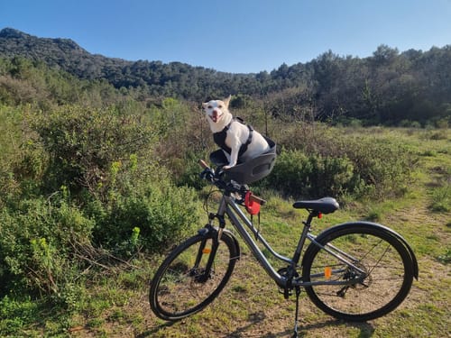 A customer's happy dog sits in the Kvisp Dog Bike Carrier on a bicycle parked on a scenic outdoor trail.