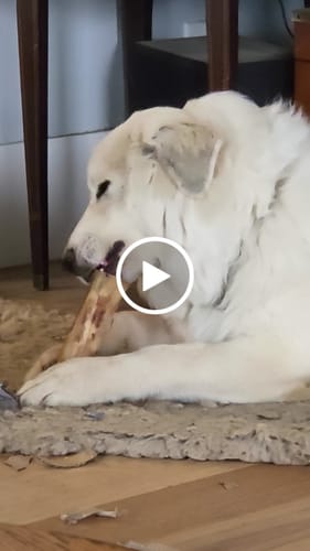 Customer video review of Large Dog Black Friday Bundle II (4x 5oz Jerky Bags + 4x LARGE Smoked Marrow Bones)