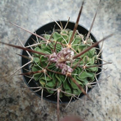 Customer's top-down view of a Brain Cactus in a small pot, showing its healthy green, wavy texture and long spines.