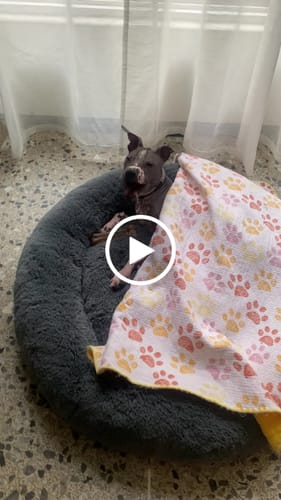 Customer video review of Cama Antiestrés para Perros