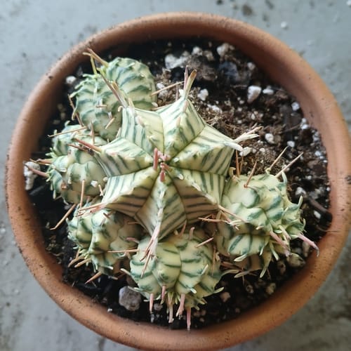 Customer's repotted Variegated Melon Spurge, with several offsets, showing its striped green and cream pattern.