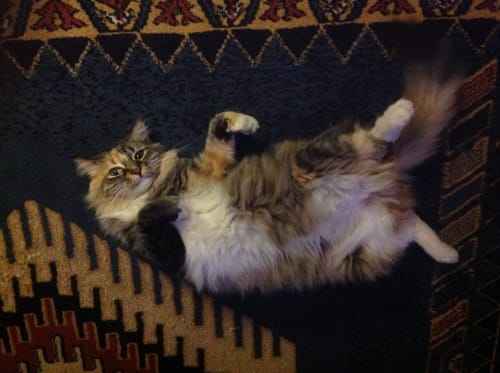 Customer photo review of 5x Blisso Advanced Cat Probiotic (Buy 2 Get 3 Free)