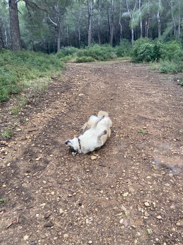 Customer photo review of Shampoing Sans Rinçage - Apaisant pour chien 🏔️