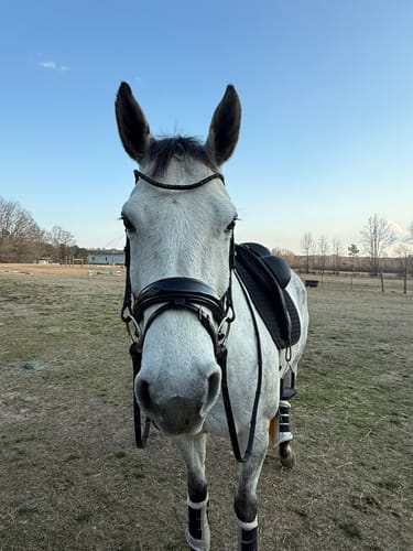 Customer photo review of Solo - Harmony (Black)
