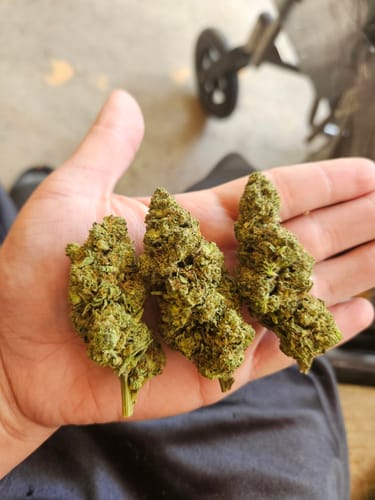Customer photo review of Glues - Greenhouse THCA (Smalls)