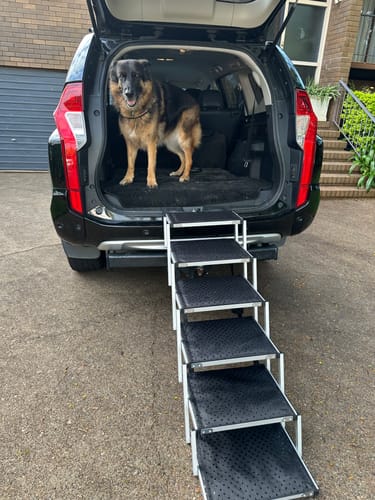 Customer's German Shepherd in the back of a car, with the black Foldable Aluminum Pet Steps leading to the trunk.