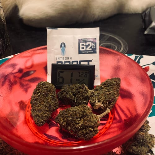 Customer photo review of Purple Punch Green House Flower 14g (Sativa)