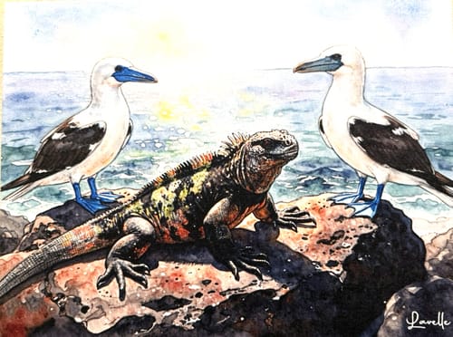 Customer's original artwork showing a detailed watercolor of an iguana and two blue-footed boobies on a rocky coast.