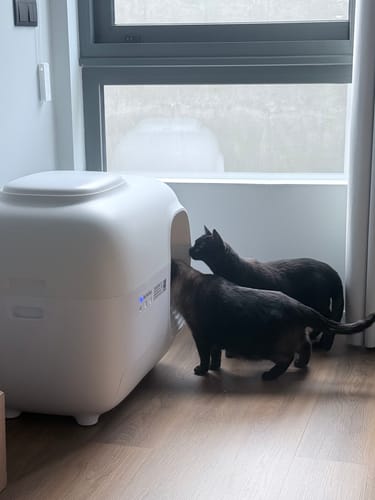 Customer photo review of Litter Box Premium Set + Clumping Clay Litter x2