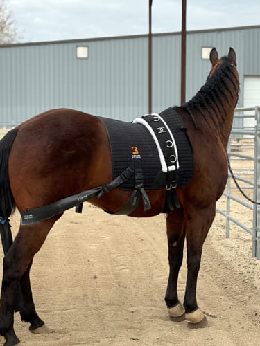 Customer photo review of OptiWize Collagen +Plus Horse Joint Supplement