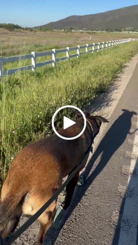 Customer video review of WagWellies® Mojave