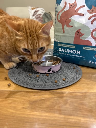 Le chat roux d'un client mange les croquettes au saumon dans sa gamelle, avec le paquet du produit visible à côté.