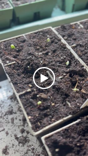 Customer video review of Seed Starting Kit