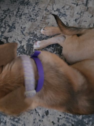 Close-up of a customer's puppy resting on a rug while wearing the purple PawLax Collar.