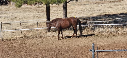 Customer photo review of OptiWize Collagen +Plus Horse Joint Supplement