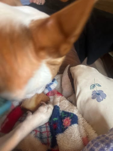 Close-up of a customer's dog sniffing its Smoked Beef Marrow Bone on a blanket.