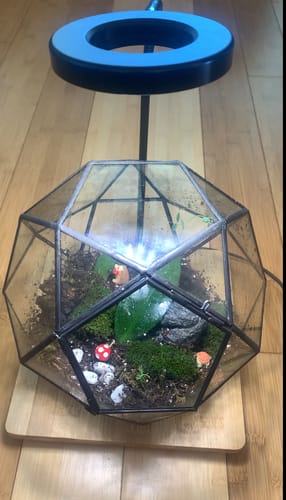 Customer photo review of Closed Bioactive Terrarium Kit